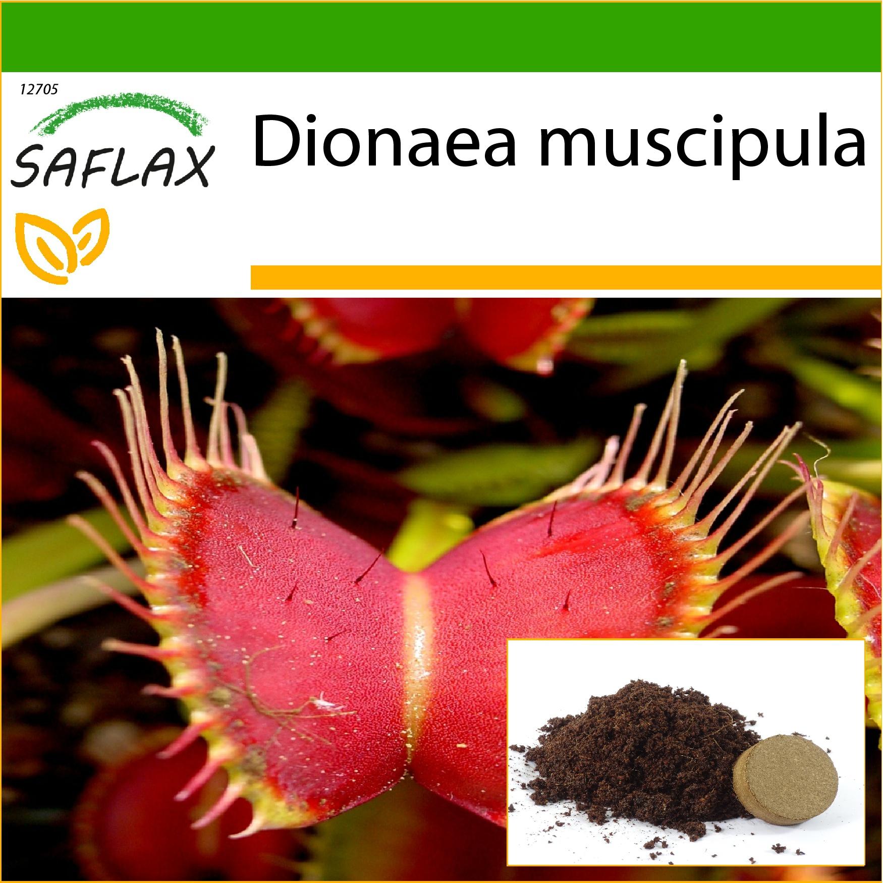 SAFLAX - Venusfliegenfalle - 10 Samen - Mit Topfsubstrat zur besseren Kultivierung - Dionaea muscipula