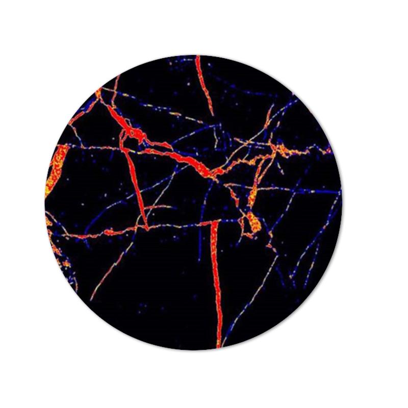 Tragbare Hebe-Telefonhalterung, Telefonbuchse für Smartphone, Tablet, einziehbarer Ständer, Griffhalterung armee grüne