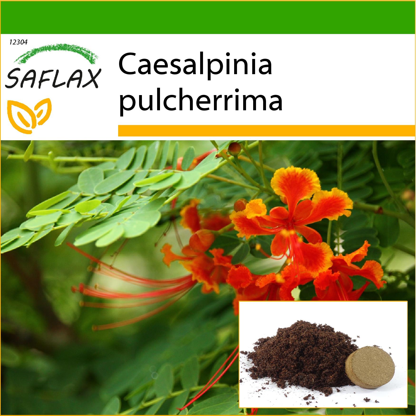 SAFLAX - Mexikanische Paradiesvogelblume - 10 Samen - Mit Topfsubstrat zur besseren Anzucht - Caesalpinia pulcherrima