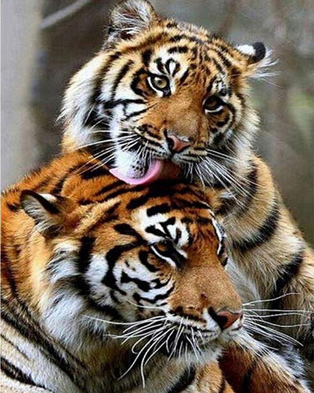 Diamant Stickerei Weißer Tiger Voll Platz Neue Ankunft Diamant Malerei Tier Diamant Mosaik Kreuz Stich Hause Dekoration Full Square 20X30CM hellblaue