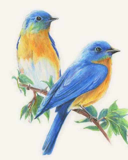 5d Diy Diamant Vogel Cartoon Mosaik Geschenk Diamant Stickerei Broderies Diamant Gemälde 20X30