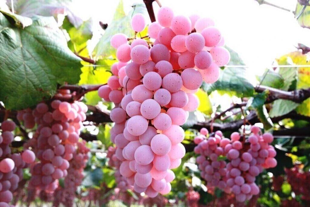20 Samen - ROSA GRAPE JAPAN Japanische Rosa Traube - FRISCHE SAMEN