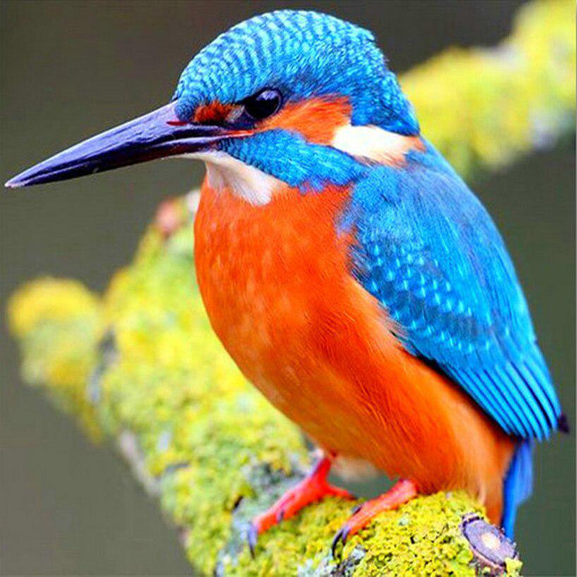 Diamant-Stickerei „Eisvogel“, komplett rund, Diamantfarbe, Vogel, komplett rund, Diamantgemälde, Kreuzstich 30x30CM