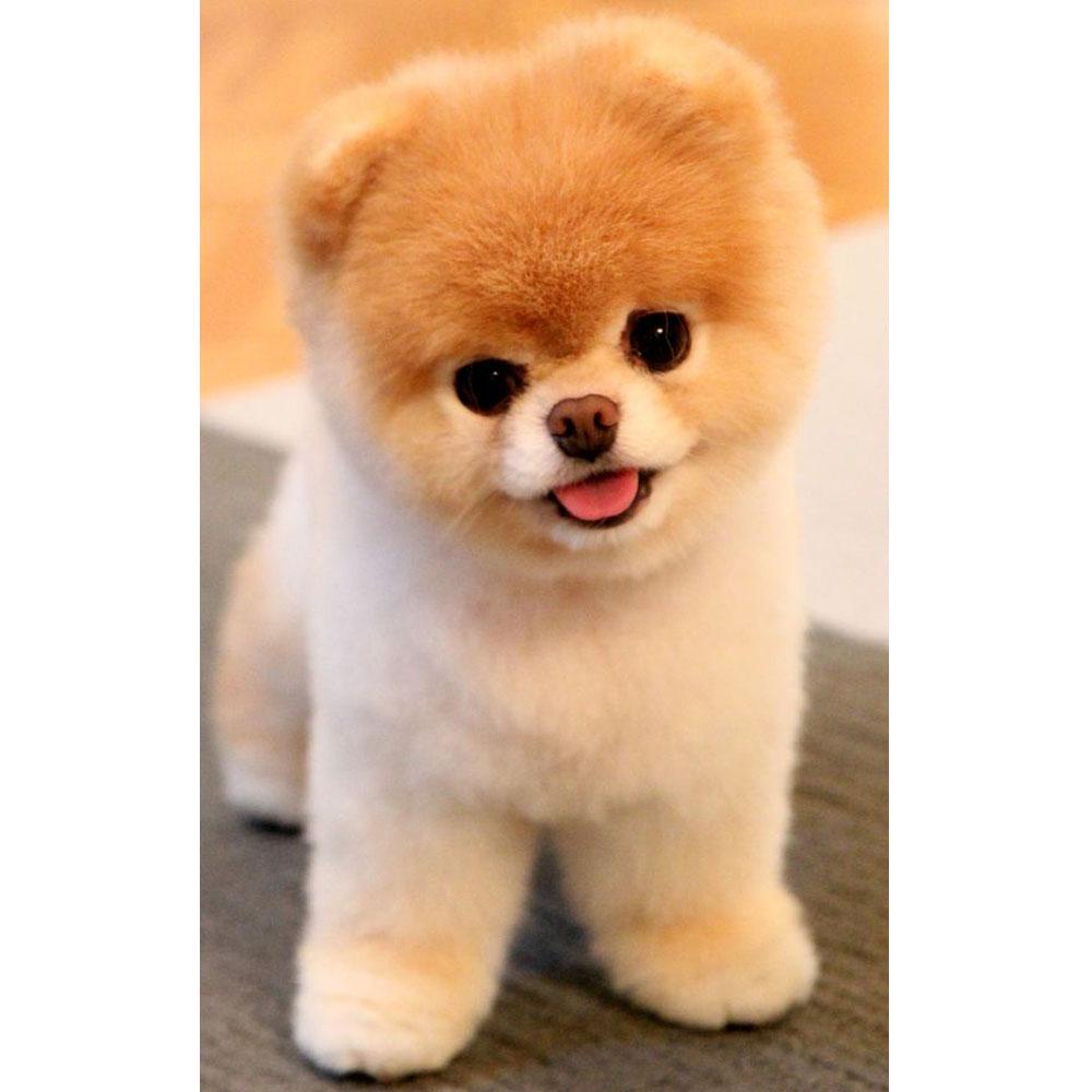 DIY 5D-Diamant-Kreuzstich, schöner Hund, quadratisch/rund, Diamant-Stickerei, Mosaik-Kunst, Heimdekoration Full Square 30X40CM