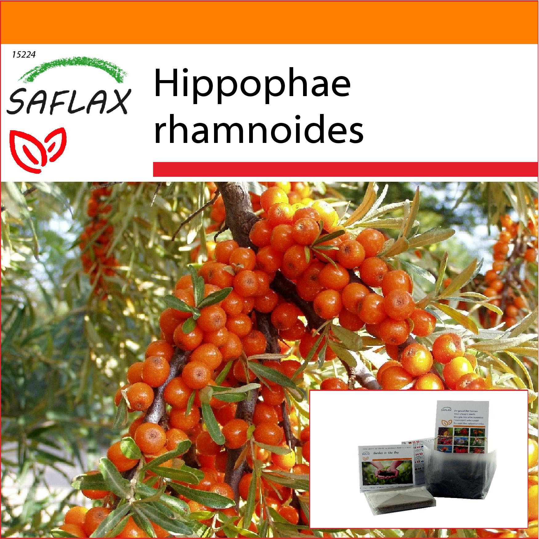 SAFLAX - Garden in the Bag - Sanddorn - 40 Samen - Mit Substrat im passenden Standbodenbeutel - Hippophae rhamnoides