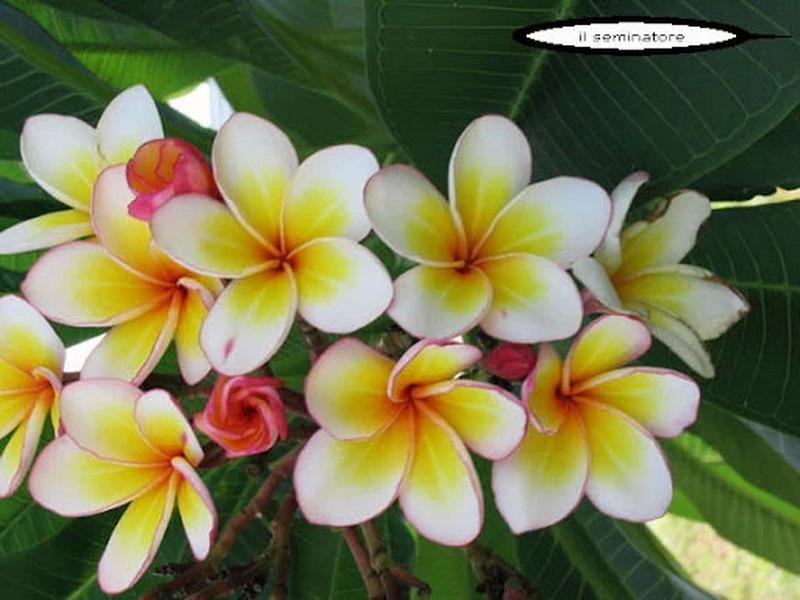 5 SAMEN von PLUMERIA -FRANGIPANI - pomelia Sorte Ladavan -FRISCHE SAMEN