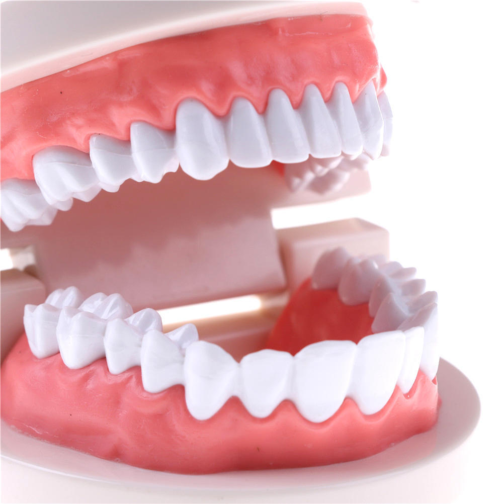 Medizin Dental Zahn Modell Frühen Kindheit Lehre Zähne Modell Für Kind 1