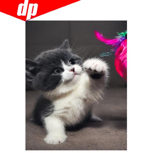 Tier Katze Diamantstickerei Verkauf 5D DIY Diamantmalerei Bild aus Harz Vollrunde Diamanten 20X30