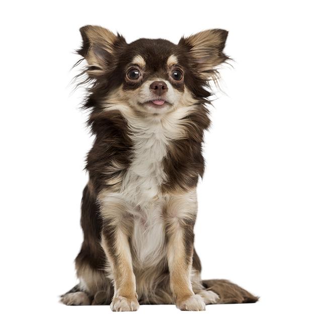 J541# Niedlicher Chihuahua-Tieraufkleber auf dem Auto, Vinyl-Aufkleber, wasserfest, Dekoration, Autoaufkleber A-15cm-Longest Side