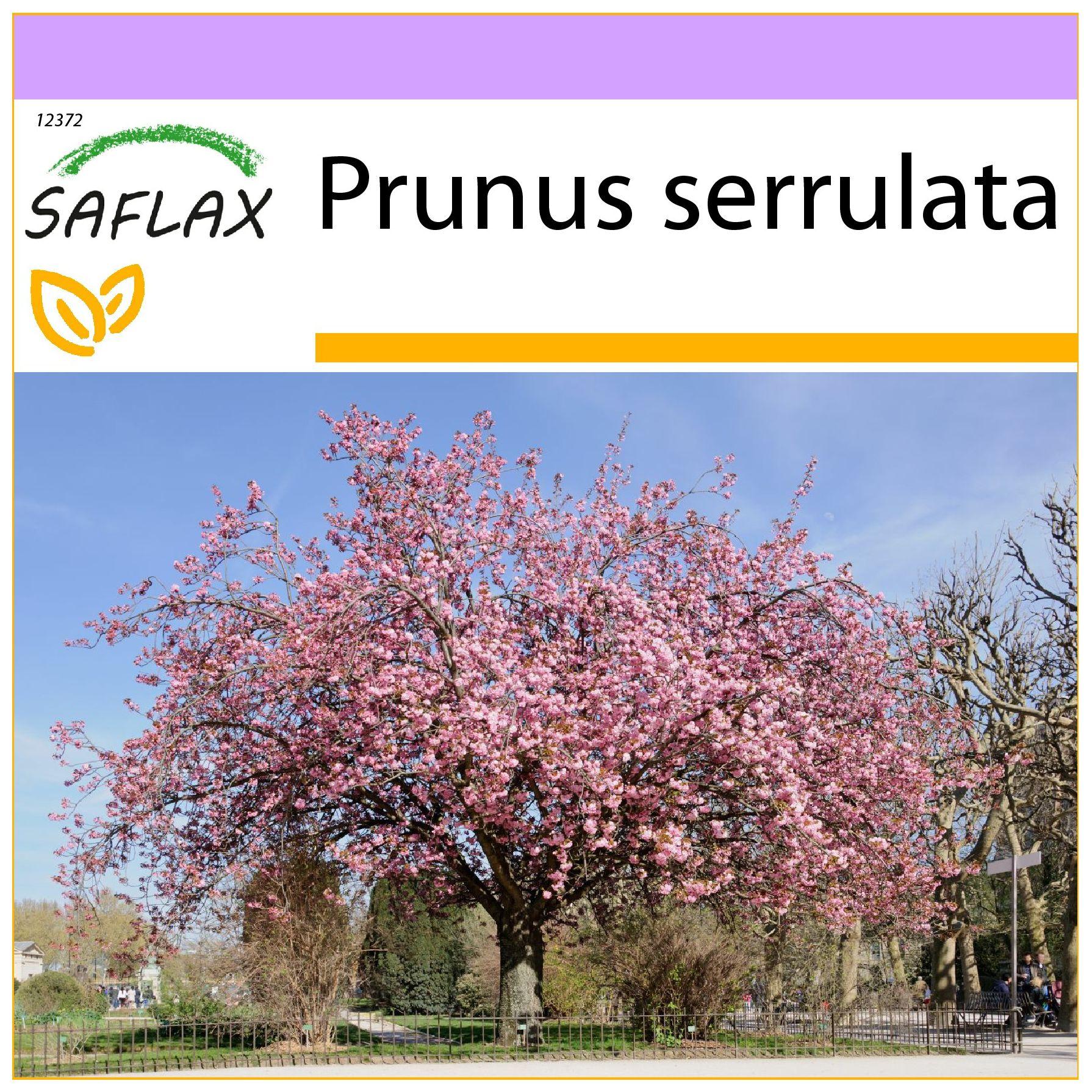 SAFLAX - Wilde Schwarzkirsche - 30 Samen - Prunus serrulata