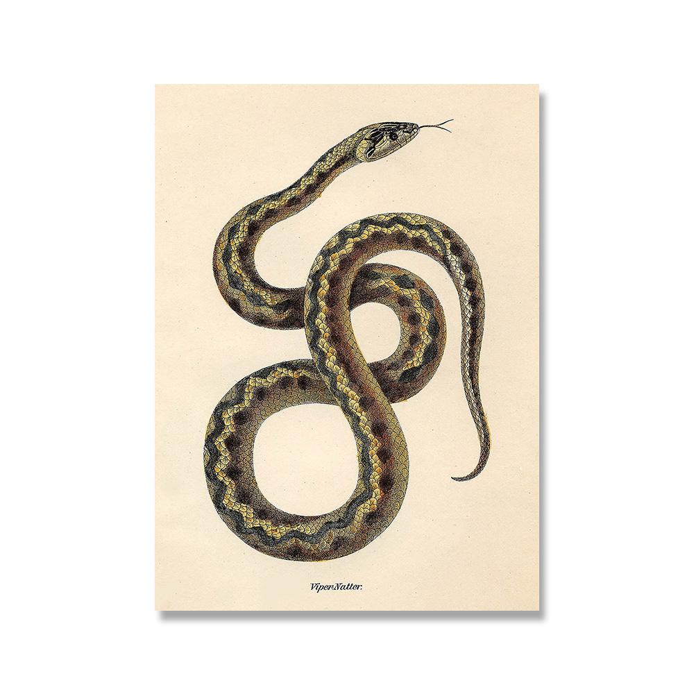 Schlangenmuster Vintage Reptilienkunst Malerei Bild Galerie Wandkunst Druck Modern Abstraktes Poster Heimkunst Wanddekor 30x40cm No Framed