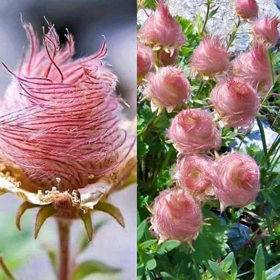 Prärie-Rauch Samen - 10 Samen zum Anpflanzen - Hergestellt in den USA, Versand aus Iowa. Seltene und schwer zu findende Samen von Geum triflorum