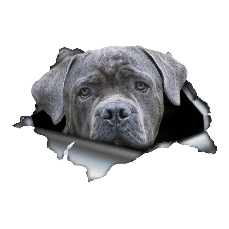 S60419# Grauer Cane Corso Hundeaufkleber auf dem Auto, Vinyl-Aufkleber, wasserfest, Dekoration, Autoaufkleber Width 17cm