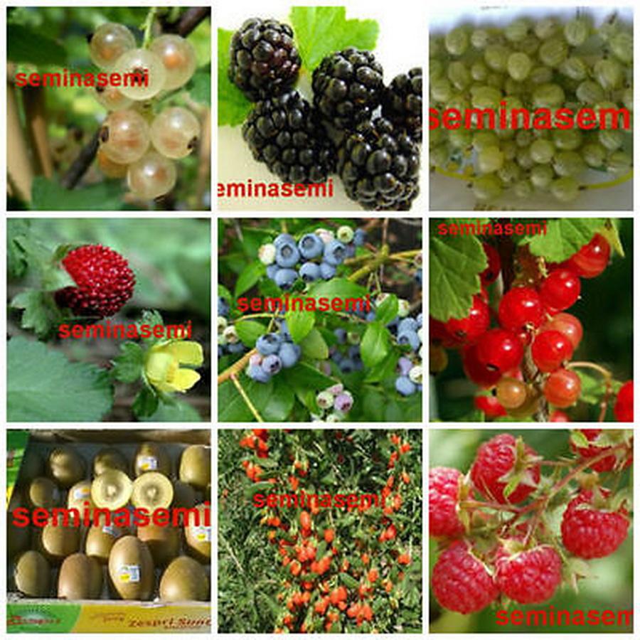 560 BEEREN-Samen in 9 seltenen Sorten – FRISCHE SAMEN + KOSTENLOSER VERSAND