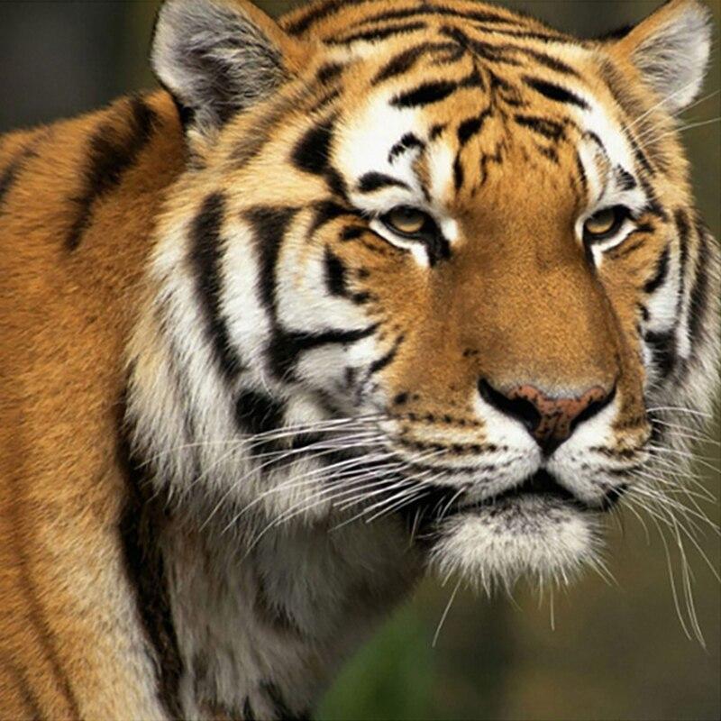 Neue DIY 5D Diamant Stickerei Tiger Kreuz Stich Tier Diamant Malerei Landschaft Volle Runde Bohrer Mosaik Wohnkultur Geschenk Full Round 20x20CM