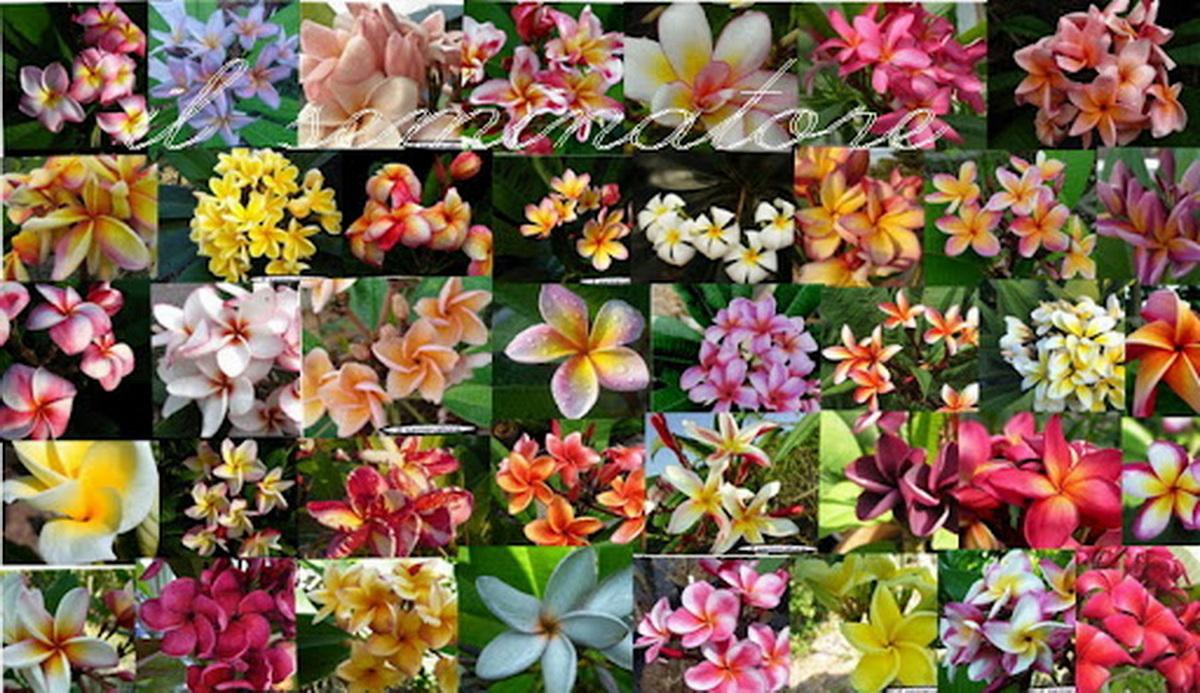 5 SAMEN von PLUMERIA - FRANGIPANI - pomelia Sorte Farbmix - FRISCHE SAMEN