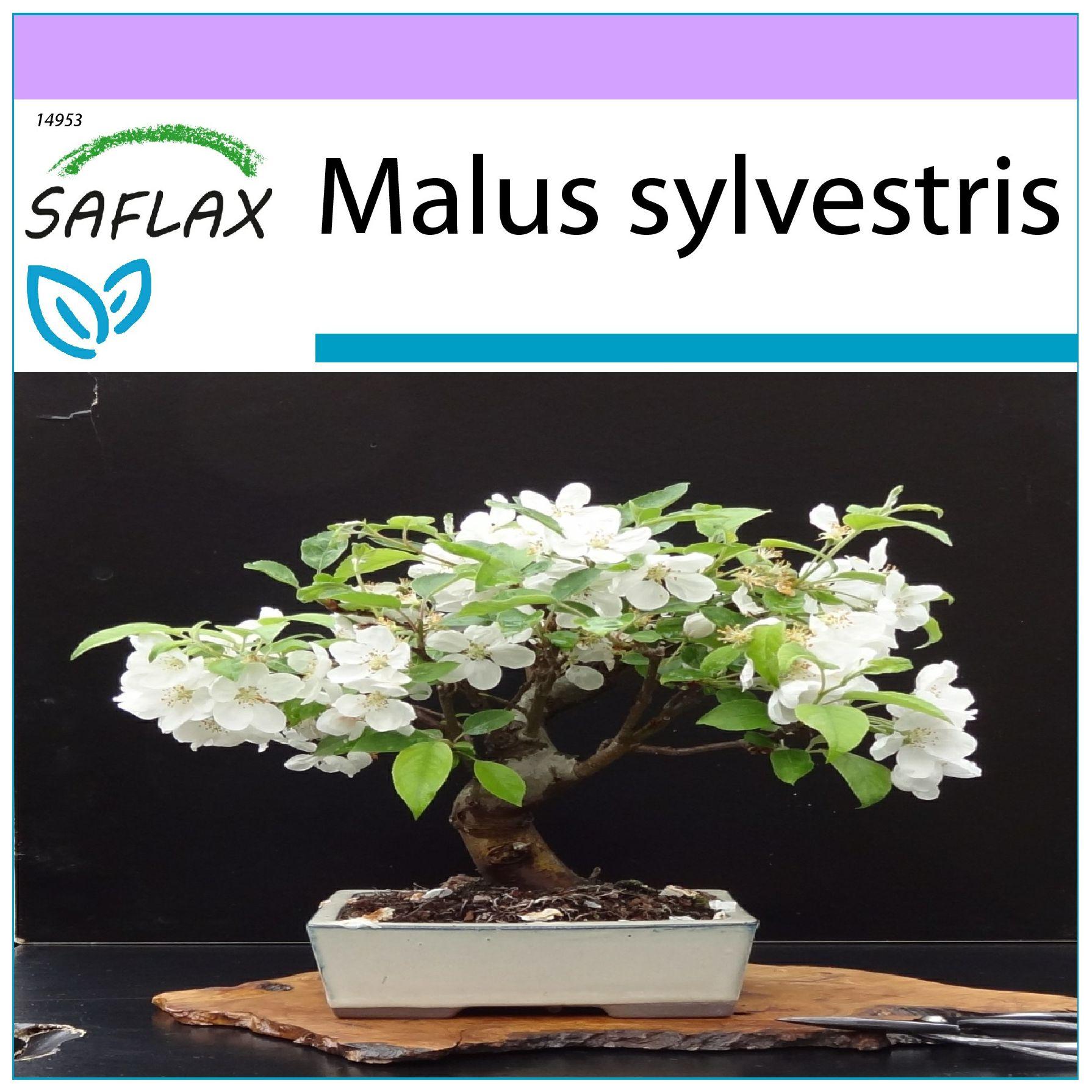 SAFLAX - Bonsai - Wilde Krabbe - 30 Samen - Malus sylvestris