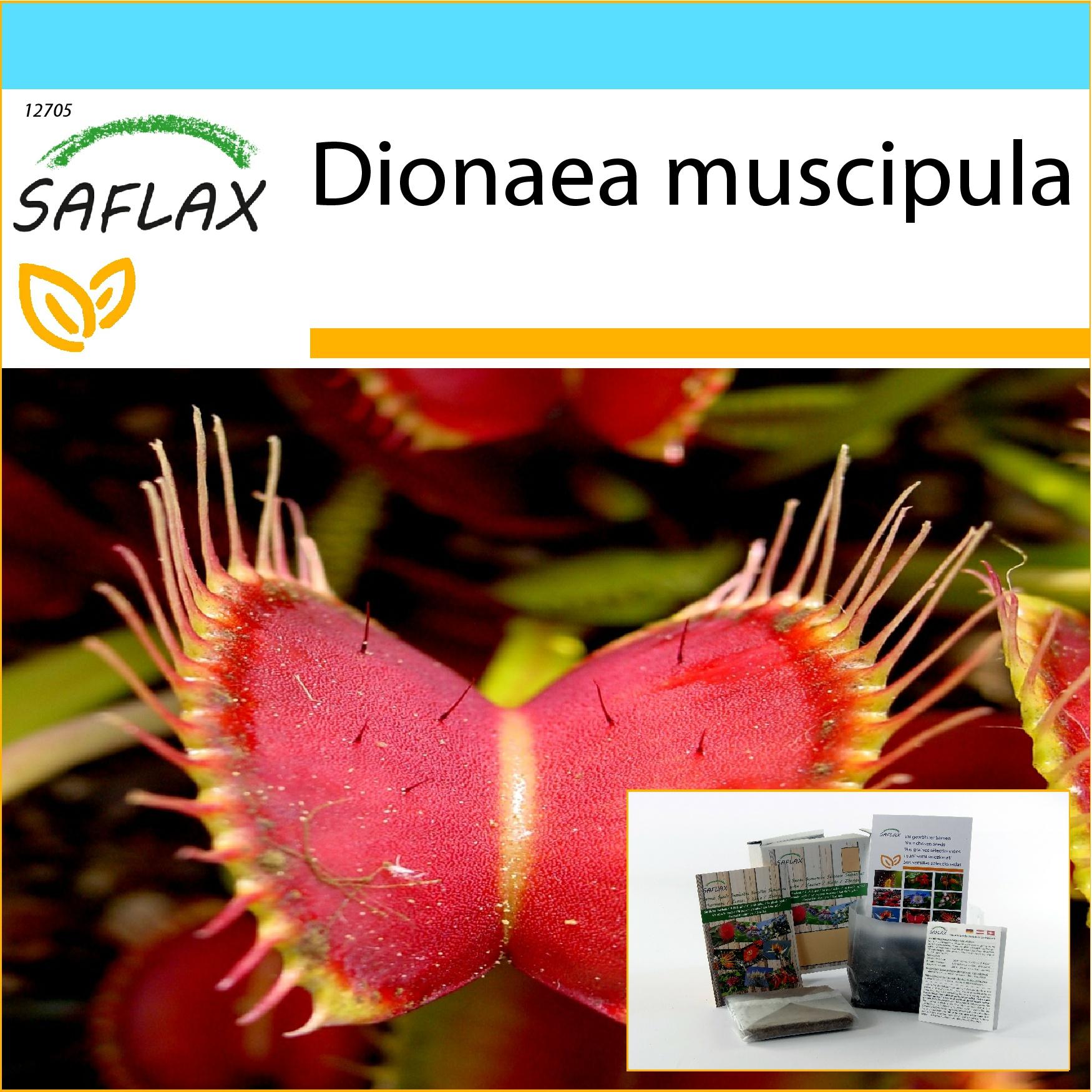 SAFLAX - Geschenkset - Venusfliegenfalle - 10 Samen - Mit Geschenkbox, Karte, Etikett und Blumenerde - Dionaea muscipula