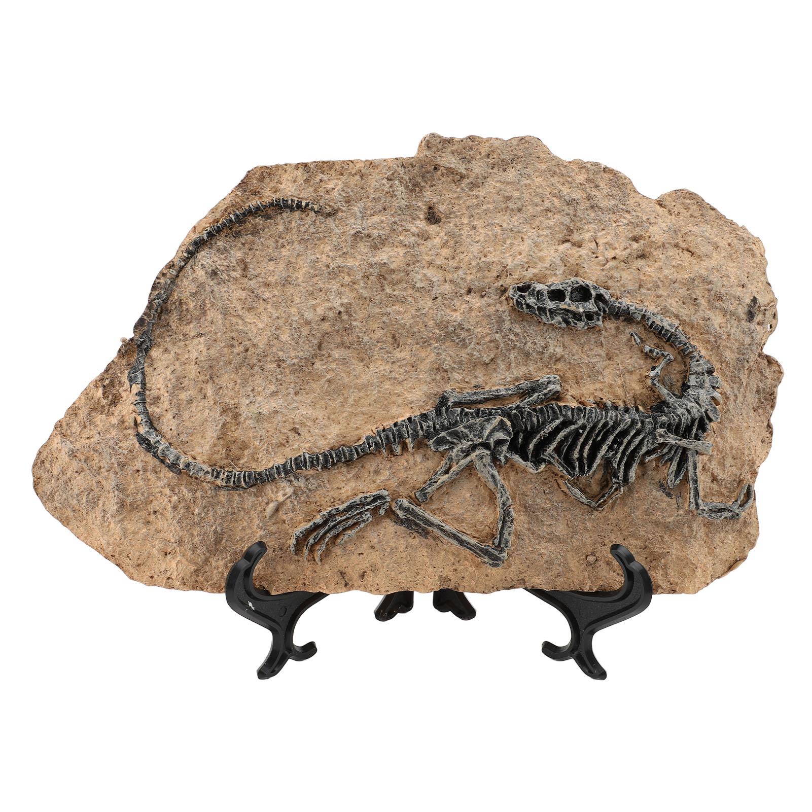 Dinosaurier Fossil Statue 29x20.5x11.5cm Simuliertes Harz Dinosaurierskelett Fossil Modell für Zuhause Studium