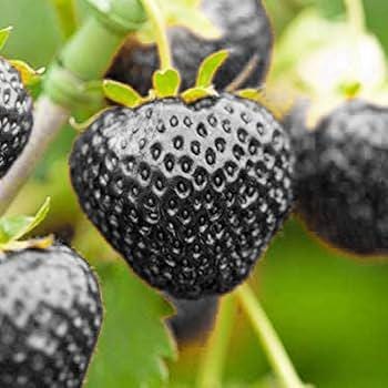 50 Samen Erdbeere SCHWARZ - BLACK STRAWBERRY  Frische und Biologische Samen