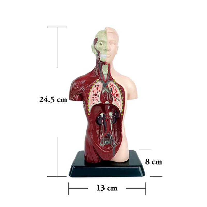 Menschliches Anatomie-Modell für Kinder Abnehmbare Teile Rumpf-Skelett-Modell Pädagogisches Organ-Modell Lehrmittel Interaktives Wissenschafts-Kit