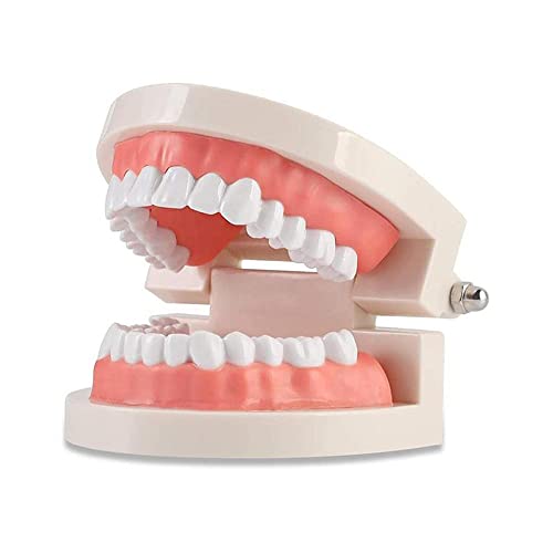 WANGCL Zähne Dental Demonstrationsmodell Zahnmodell anatomisches Modell für Zahnunterricht oder Mundpflege
