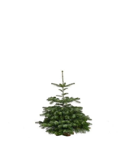 Echte Premium Nordmanntanne - frisch geschlagen - 90-100cm auf Holzkreuz - Weihnachtsbaum - nachhaltiger Anbau - Lieblingstanne
