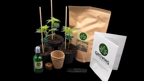 Growing Corp. Cannabis Anbau Starter-Kit/Set für drei Gras/-Weed Pflanzen inkl. Anbauanleitung und Zubehör