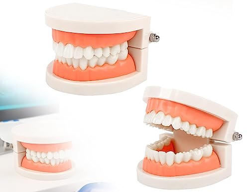 KAPSING Gebiss Modell Standard Zahnarzt,Realistisch Spielzeug Zahnmodell,verwenden für Forschung, Ausstellungen, Werbemaßnahmen