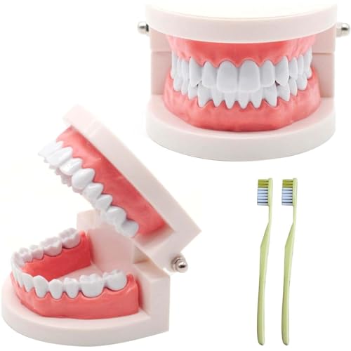 NIYATA 2 Stück Zahnmodell Gebiss,Modell Standard Zahnärztliches,Gebiss Modell Demonstration Mit 2 Zahnbürste für Zahnunterricht,Mundpflege,Zahnkliniken