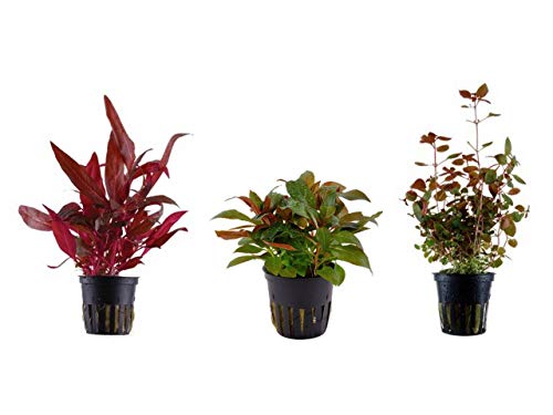 Tropica Pflanzen Set mit 3 schönen roten Topf Pflanzen Aquariumpflanzenset Nr.13 Wasserpflanzen Aquarium Aquariumpflanzen