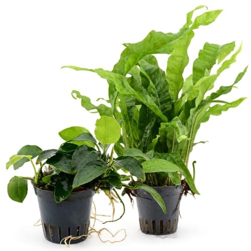 AquaBreedingSkill Anubias Nana & Javafarn Aquarium Pflanzen Set 2 Stück – echte Wasserpflanzen fürs Aquarium, Aquariumpflanzen echt für Vordergrund und Mittelgrund, pflegeleicht für Aquascaping