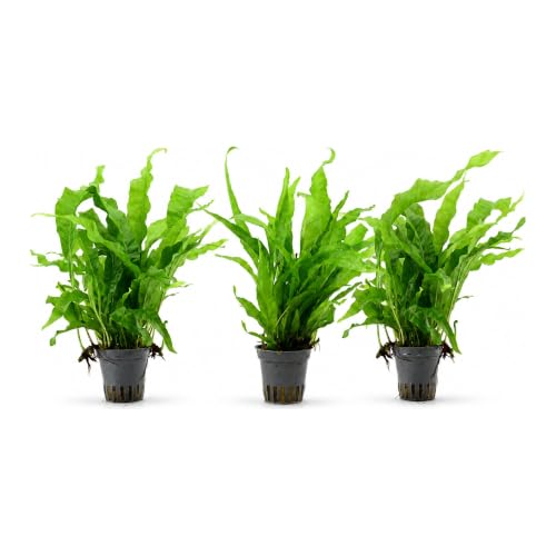 AquaBreedingSkill Set aus 3 Stück Aquarium Pflanzen Echt Set – Anubias, Microsorum – Lebende Wasserpflanzen – Pflegeleicht ideal für Fische & Garnelen – mit Pflanzenpass (Java 3 pcs)