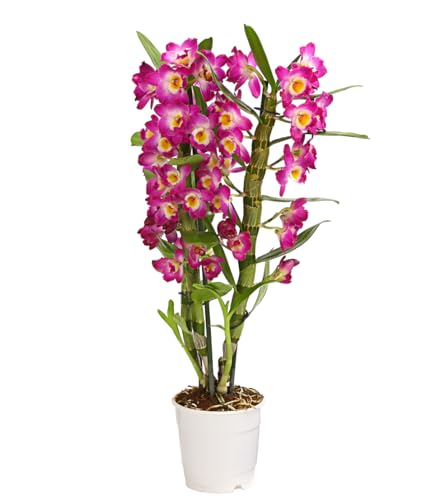 Dehner Traubenorchidee, pinke Blüten, ca. 40-50 cm, Ø Topf 12 cm