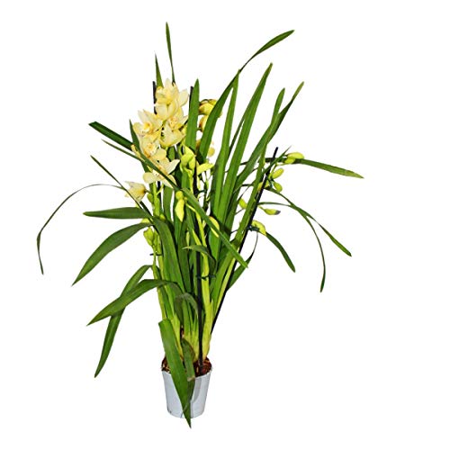 Cymbidium Orchidee - Kahnorchidee - Die Orchidee für kühle Räume gelb