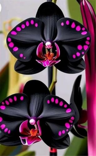 Winterhart pflanzen, Blumenzwiebel Mix, Mysteriöse magische Glühbirne, Mehrjährige Blumenzwiebel ist winterhart,Winterhart zwiebeln-3 Orchidee Zwiebel