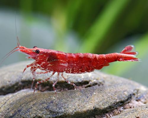 Einsteigergarnelen Neocaridina davidi - lebend Zwerggarnelen für das Aquarium - 5er Pack, Farbe [Garnelen]:hell rot