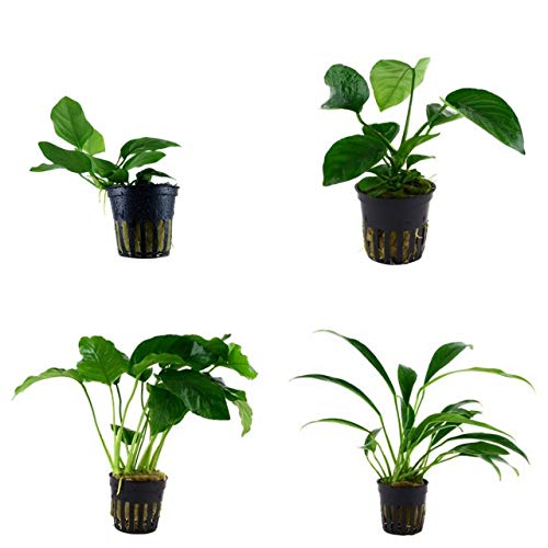 Tropica Anubias Set mit 4 Anubias Topf Pflanzen Aquariumpflanzenset Nr.8 Wasserpflanzen Aquarium Aquariumpflanzen