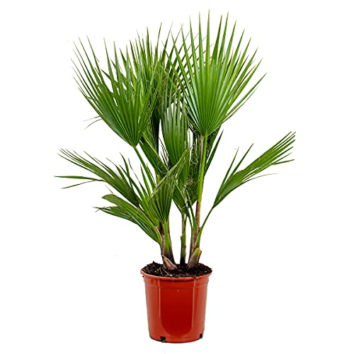Bloomique - Washingtonia Robusta - Mexikanische Fächerpalme - Palme - Winterharte Balkonpflanzen - Gartenpflanzen Winterhart - Höhe 80-100 cm - Topf 21 cm