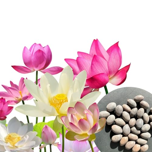 30 Stk. Premium Lotus Blumensamen | Mit E-Book Anleitung – Lotus Samen Mix 3 Farben, Bonsai Lotusblumen, Schalenlotus, Teich & Wasserpflanze | by WALWI