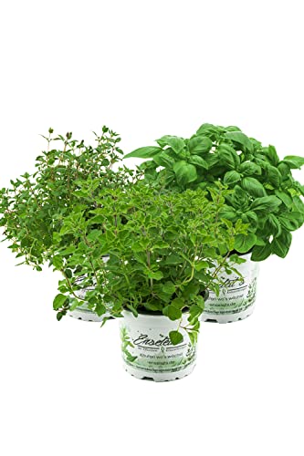 Kräuterset Italienische Kräuter in 12cm Töpfen,Basilikum,Thymian,Oregano