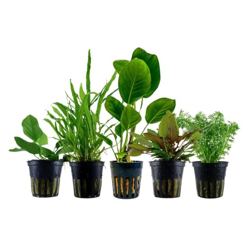 AquaOne Aquarium Pflanzen I 5x pflegeleichte Wasserpflanzen ohne CO Düngung I Aquarienpflanzen Anubias Microsorum Cryptocoryne Limnophila I Algenkiller Set