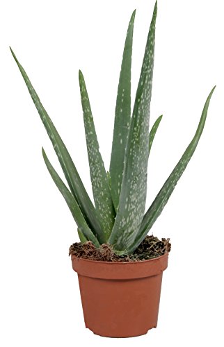 Echte Aloe Vera - im 12cm Topf - ca. 30-40cm hoch (eine Pflanze)