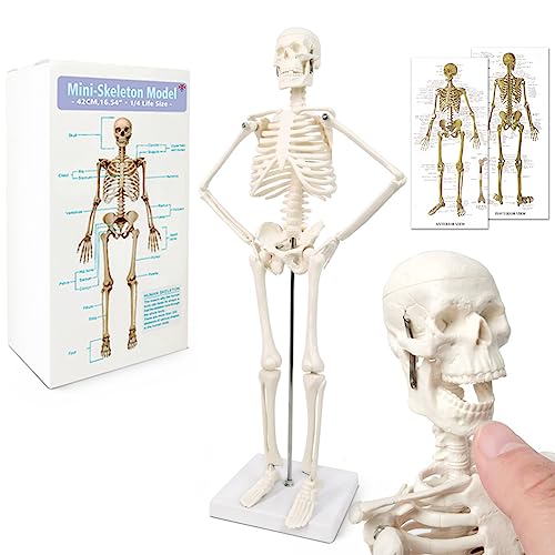 Mini-Mensch-Skelett-Modell Für Anatomie, 17,7