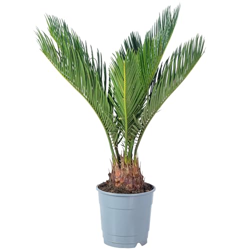 Palmfarn 6+ Wedel - pflegeleichte Zimmerpflanze, Cycas revoluta - Höhe ca. 25 cm, Topf-Ø 12 cm