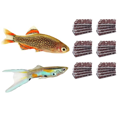 NatureHolic Frostfutter Mix Nanofische | 24 Blister á 100g | Artemia Copepoden Cyclops Daphnien mit Knoblauch | Schockgefrostetes Naturfutter für Nano- und Minifische im Aquarium