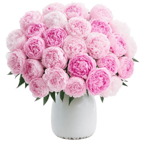 Blume Ideal Blumenstrauß | 25 Pfingstrosen | Ø 40–50 cm | Echte Pfingstrosen für Geburtstag & Deko | 7 Tage Frischegarantie | In verschiedenen Farben und Mengen