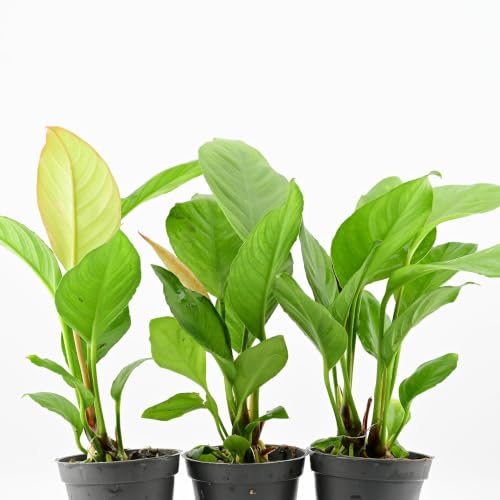 AquaBreedingSkill Set aus 3 Stück Aquarium Pflanzen Echt Set – Anubias, Microsorum – Lebende Wasserpflanzen – Pflegeleicht ideal für Fische & Garnelen – mit Pflanzenpass (Heterophylla 3 pcs)