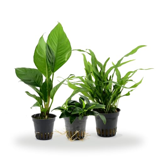 AquaBreedingSkill Anubias & Javafarn Aquarium Pflanzen Set 3 Stück – echte Wasserpflanzen für Aquarium, Aquariumpflanzen echt für alle Aquarienbereiche, pflegeleichte Pflanze für Aquascaping