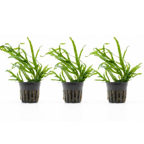 AquaBreedingSkill Set aus 3 Stück Aquarium Pflanzen Echt Set – Anubias, Microsorum – Lebende Wasserpflanzen – Pflegeleicht ideal für Fische & Garnelen – mit Pflanzenpass (Trident 3 pcs)